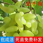 葡萄樹(shù)苗果樹(shù)苗