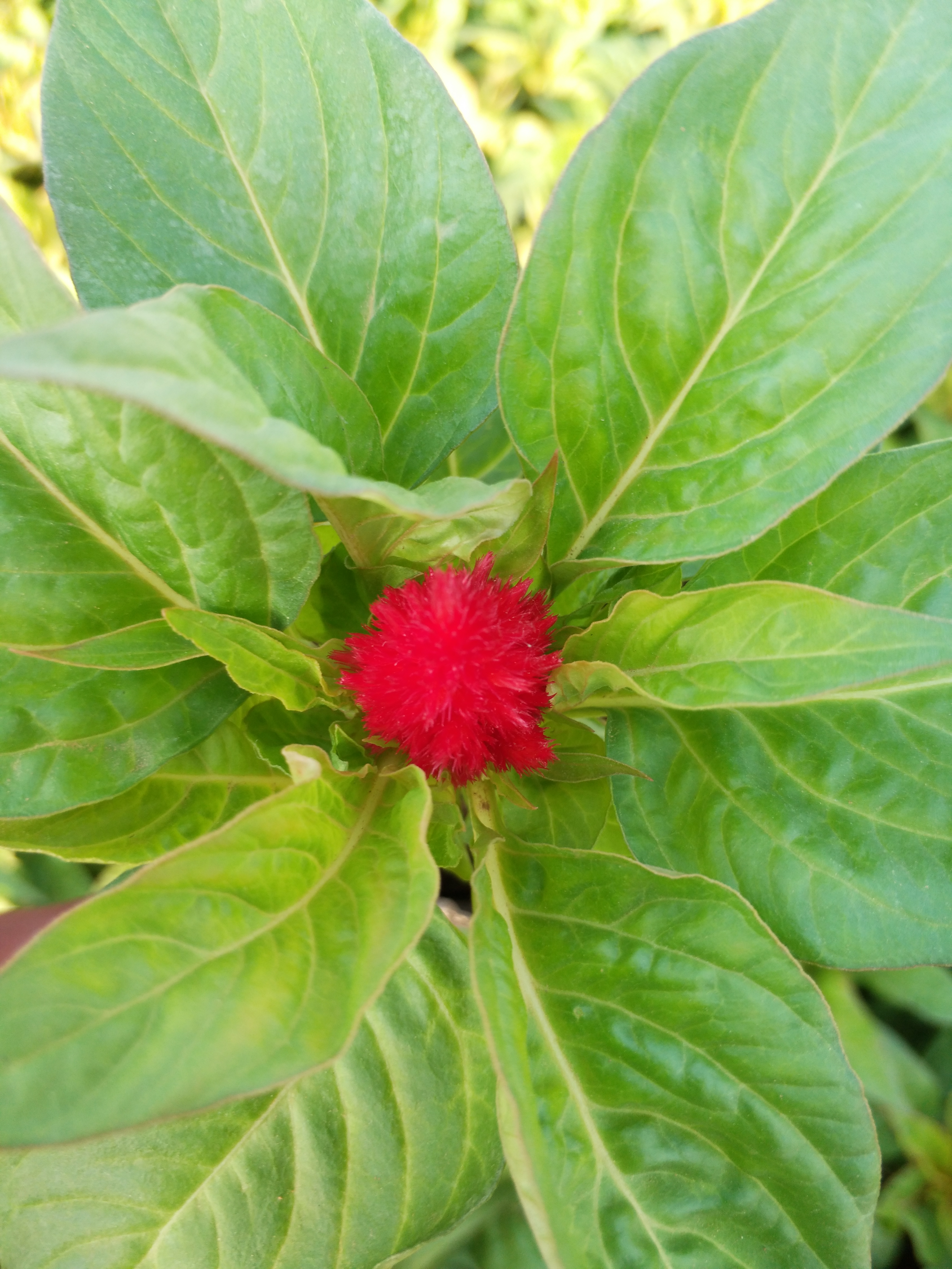 雞冠花種植基地，