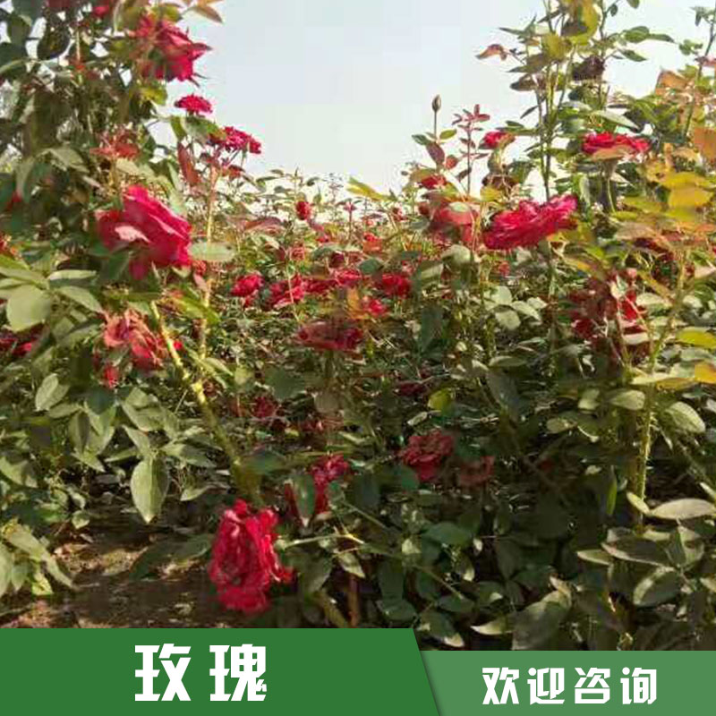 陝西玫瑰苗批發 四季大(dà)桃紅月季小(xiǎo)苗 花濃香鮮切花種苗基地直銷歡迎咨詢