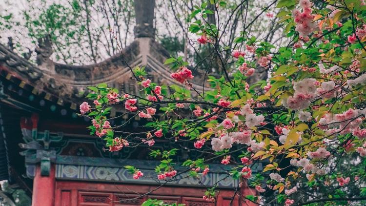 炒各種山野菜（蕨菜、黃瓜香、黃花菜、刺嫩芽等）：鮮嫩清香，營養豐富，風味各異，被稱爲無污染名菜。炒山野菜的由來：過去(qù)山裏人在采藥、采蘑菇、伐木中(zhōng)爲解決飽腹，找尋到可食用的各種山野菜。